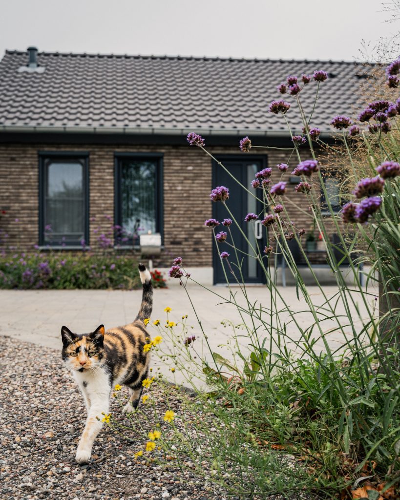 Kat in tuin van zorgverblijf
